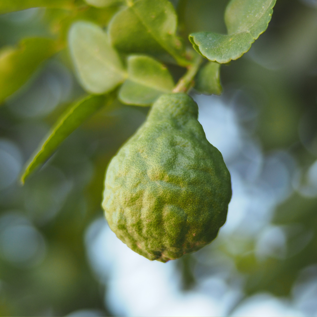 Sage Loves Bergamot Oil