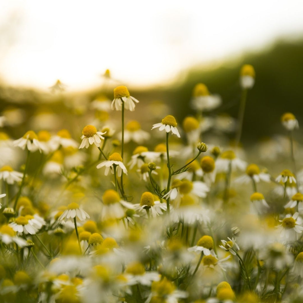 Chamomile Bath Salt Recipe