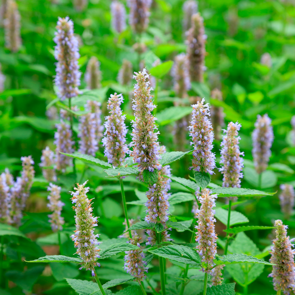 Sage Loves Patchouli Oil