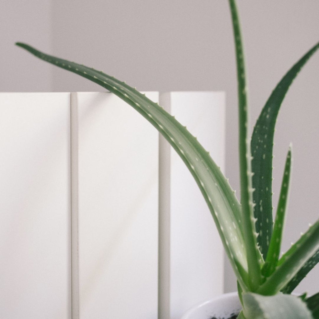 Aloe vera and your DIY skincare products