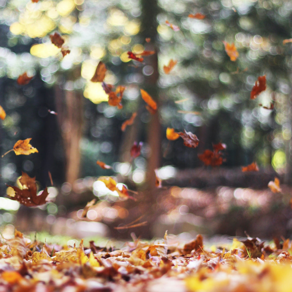 Autumn Blends for the Whole Family