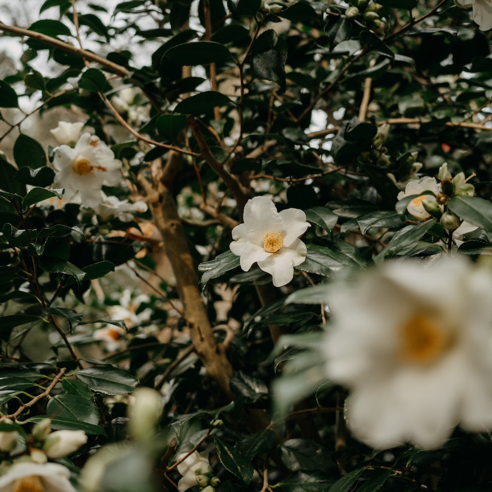 Sage Loves Camellia Oil