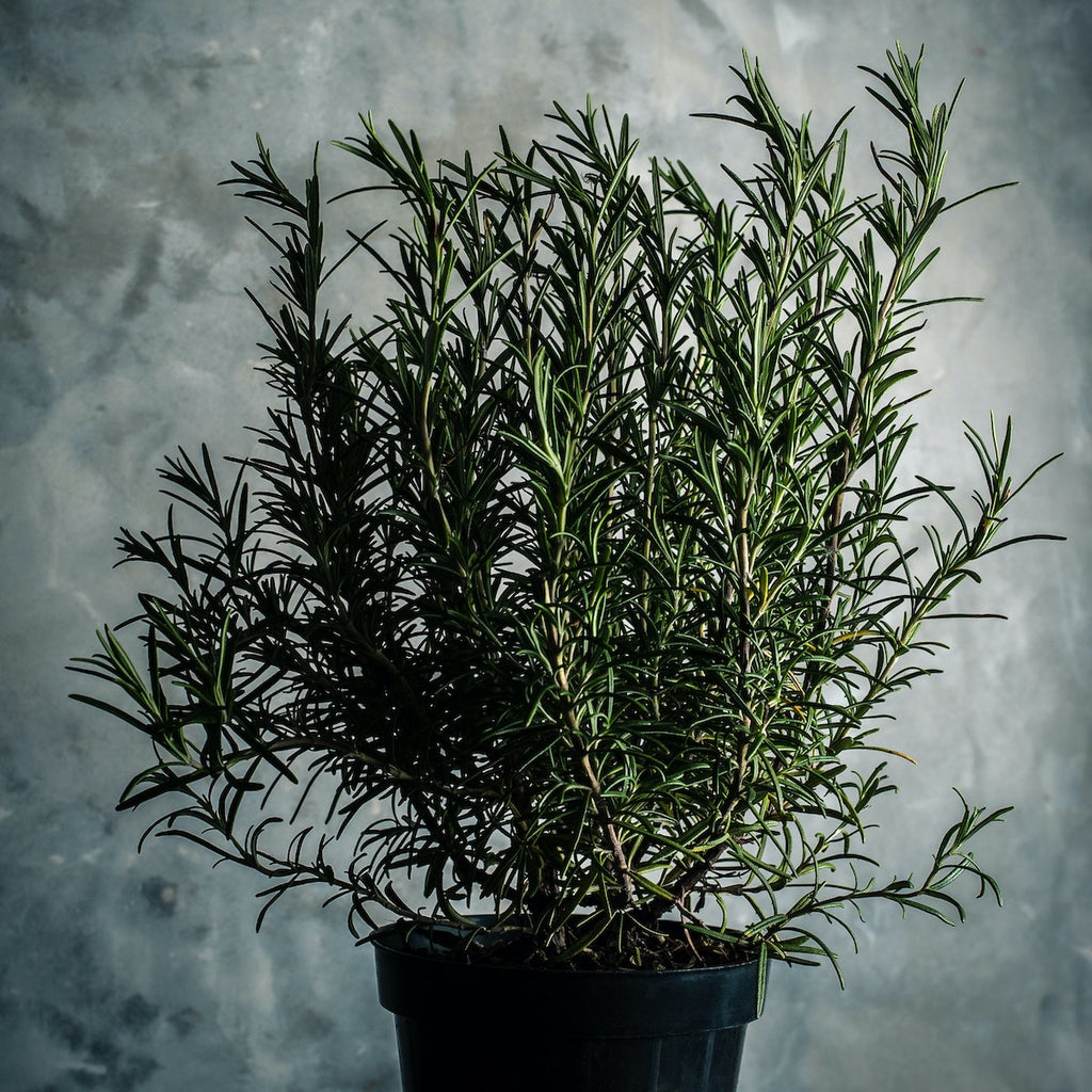 Sage Loves Rosemary Oil