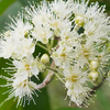 Lemon Myrtle oil 5mL