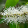 native australian plant with white flowers, on a green background