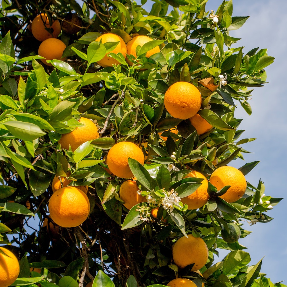 Oranges growing on a tree produce orange sweet essential oil