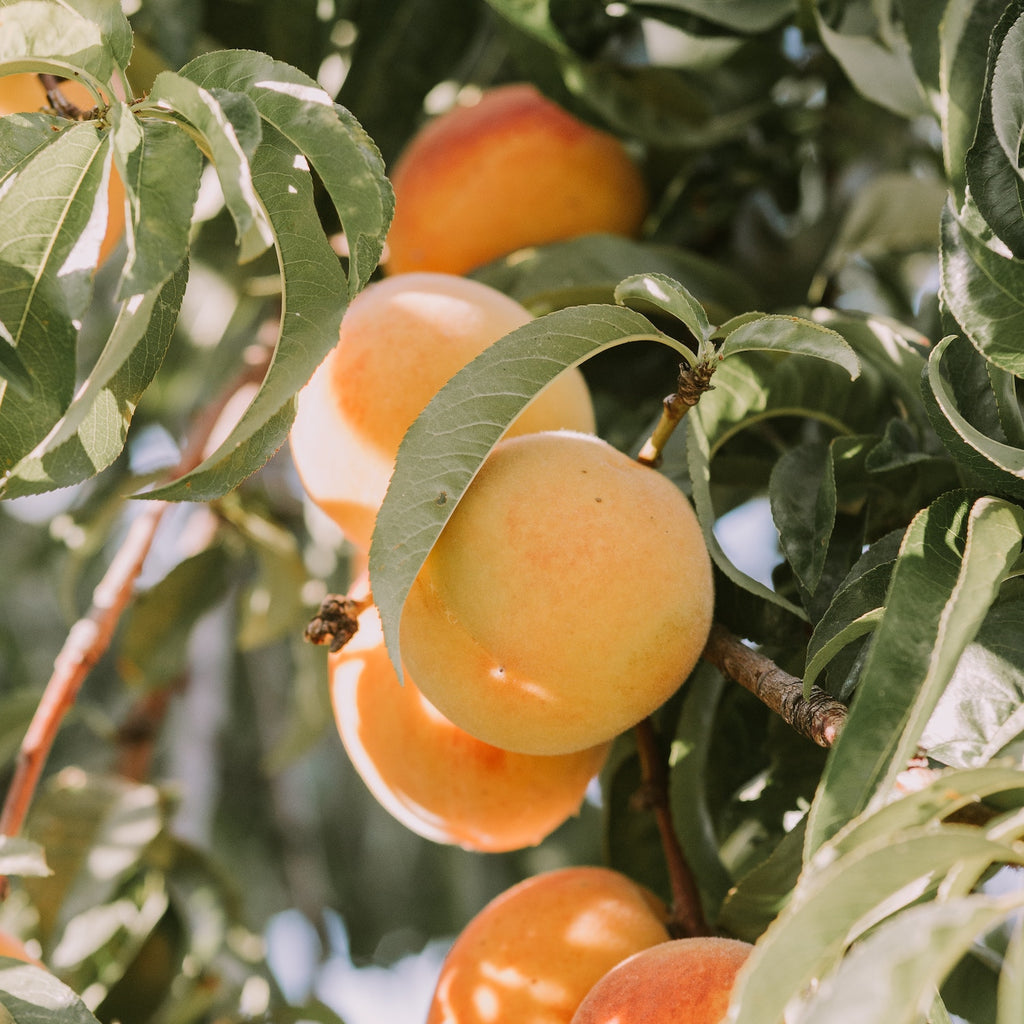 Sage Loves Apricot Kernel Oil