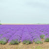 Lavender oil 5mL